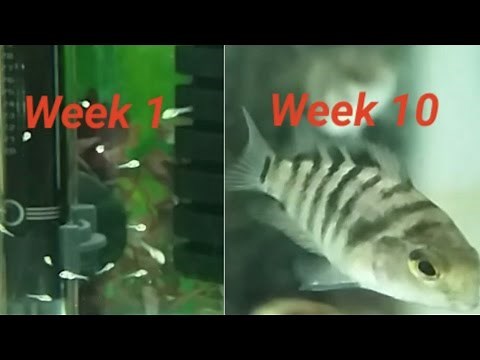 Convict cichlid fry growing up - week by week log