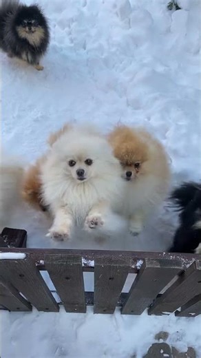 🐶PUPPY FACTS FOR KIDS | Educational video for kids #kidsshorts