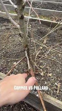 Coppicing and Pollarding your trees for management. #traditional #homestead #permaculture #garden