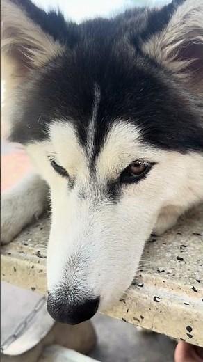 Sleepy Husky Can’t Stay Awake 😴 | Insomniac Dog Finally Passes Out 😂 Viral Husky 2026