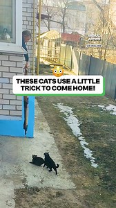 3.2M views · 99K reactions | I didn't know cats were this clever!  | Fluffy Animals | Facebook