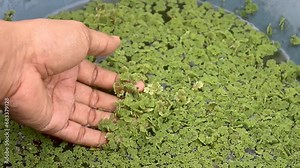 holding azolla grass or which has the Latin name Azolla Microphylla.