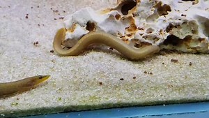 WC mastacembelus intermediate HD #Tanganyika #Mastacembelus #eel #tomstanganyikachannel | Tom's aquatic channel