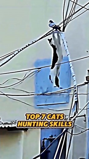 Top 7 Cats Hunting Skills 🐱