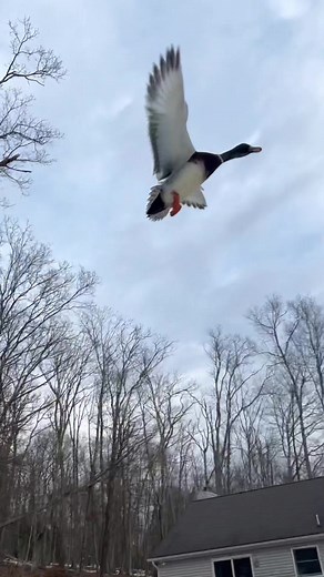 Duck Landing and Flying Abilities Explained