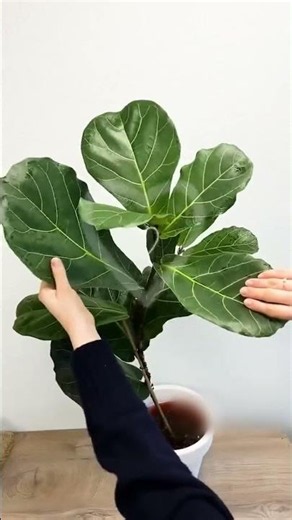 Plant App - Plant Identifier