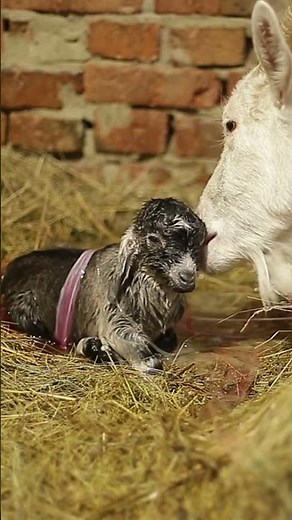 Adorable Newborn Goat Moments