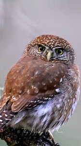 🦉💞Northern Pygmy Owl 💕🦉 . . . . . . . . . #WildlifeMagic #NaturePhotography #wildlifeperfection #WildlifeMagic #OwlGaze #anotherhappyclient #northernpygmyowl #owl #owlsofinstagram #owlphotography #owllovers | Thy Pygmy Owl Tour