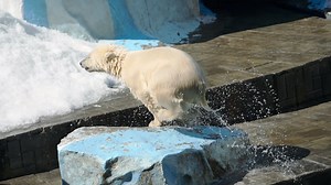 Polar bear six month cub playing in water