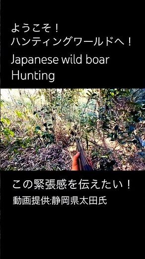 【狩猟】猪猟の興奮を伝えたい！Japanese wild boar hunting!