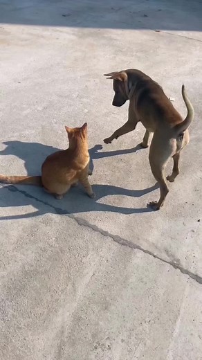 Funny Cat vs Dog Moments: Cute Animal Showdown