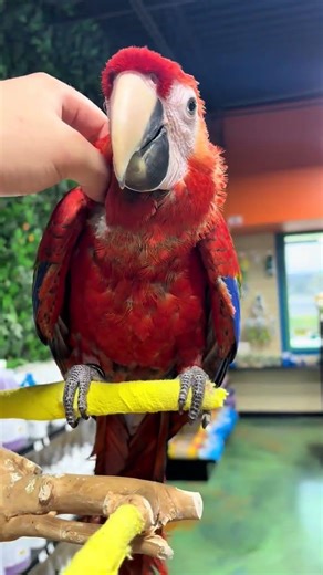 Adorable young female Scarlet macaw for rehoming. parrotshopaustralia.com #scarletmacaw #macaw