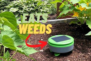 Honest Tertill Weeding Robot Review