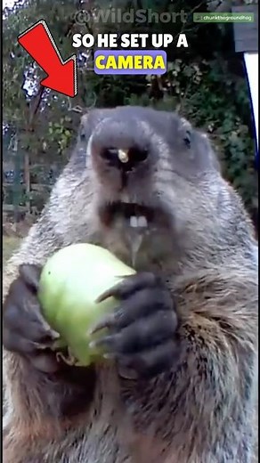 Groundhog Eats Stolen Fruits and Veggies Right in Front of the Camera!