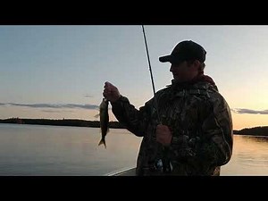 Catching Walleye on the Mack's Lure Smile Blade