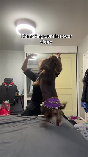 Cocker Spaniel Dance Video Remake