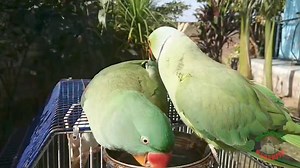 Cute Parrots Taking Bath | Parrot Paradise
