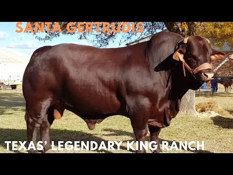 Why Santa Gertrudis Cattle Still Dominate Ranching and Profits