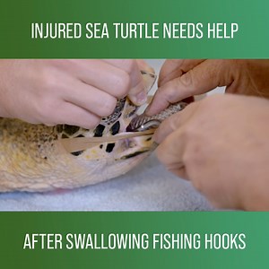 197K views · 5.2K reactions | A Hawksbill sea turtle is left critically injured after swallowing multiple fishing hooks. Robert and the hospital team rush to remove the rusty metal hooks from the turtle’s stomach. #CrikeyItsTheIrwins #SeaTurtle  Watch full episodes on discovery+: https://bit.ly/3HfHr6e | Love Animals | Facebook