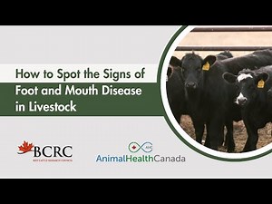How to spot the signs of Foot and Mouth Disease in livestock