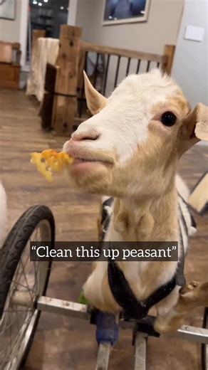 Black Goat Farm Sanctuary on Instagram: "Watch what Roo does when I try to give her a fry with no extra salt. Everyone thinks that Roo is not picky. The reality is that we have just had 6 years to learn her very specific tastes. She is pickier than you think. I use a lot of Himalayan pink salt on my food : low blood pressure friends get it 😉. I had a couple of fries set aside for Roo with no extra salt. I gave her two of my salty fries, and then went to give her a regular one… that was obviousl