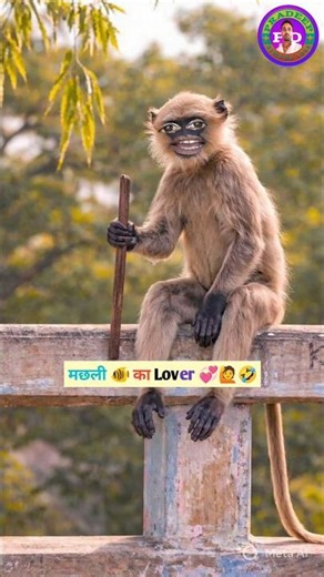 Love story of fish 🐠 💞🙋💪🎉 #love #lavers #funny #thetharpuns #OMS_k_fans #pradeepdiwana4045 #comedy