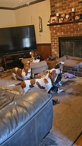 There they go again! #bassethound #Howling #carldaphnepups #bassetlife | Carl and Ellie's Basset Hound Adventures