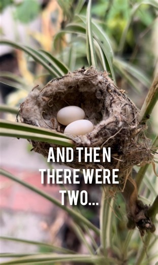 13K views · 613 reactions | Taking numbers, how many days you think till hatching? #hummingbird #birds #wildlife #garden #gardening | Urrbangarden | Facebook