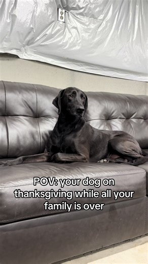 Thanksgiving Humor: Dogs and Family Gatherings