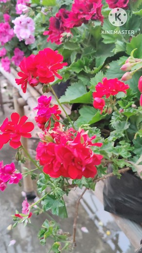 "🌸🌿 Get ready to be mesmerized by the beauty of Geranium IVY in full bloom! Check out my Facebook Reels to witness nature's wonders unfold. #GeraniumIVY #BloomingBeauty #ReelMagic #NatureInFocus #FloralFantasy #GardenGlimpse #ReelLife #BlossomBliss #FlowerPower #GardenersWorld #SpringSplendor #PlantParentLife #GreenThumb #ReelTime #NatureLovers" | HAMRO Phulbari