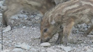 Three young wild boars eating and playing on a dirt gravelly ground in the zoo in daytime
