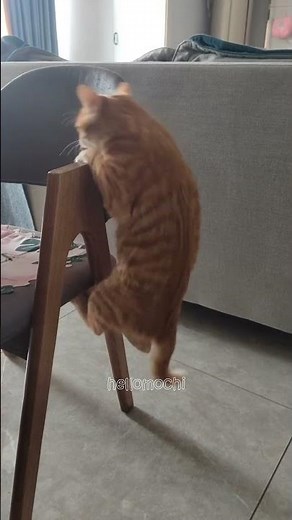 meowmeowmeow😺🤣😘miau miau miau 😺🤣😘 #cute #cat #funny #viralvideo