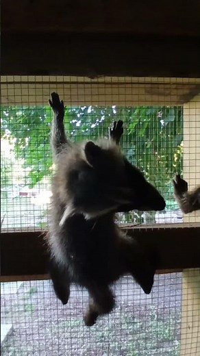 Baby Raccoons Climbing Everywhere! 🦝❤️ | Wildlife Rehabilitation Volunteer Day