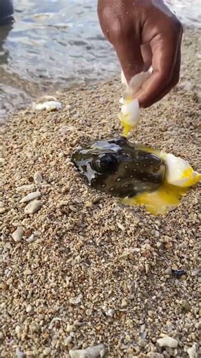 Pufferfish Eating Raw Egg? 🐡🥚 Nature’s Most Unusual Snack!