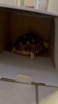 Tortoise Drummer Duo 🥁🐢 | TurtleZen