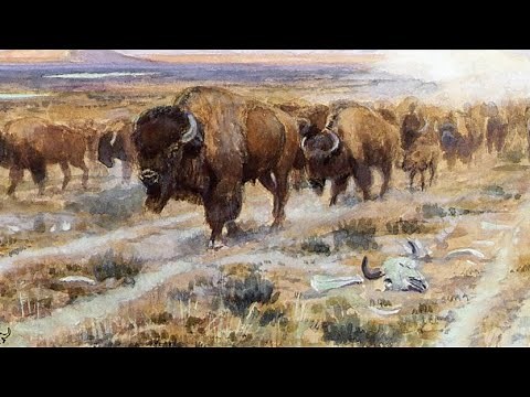 The History of Bison