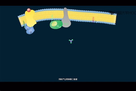 蛋白质激酶C PKC系统动画演示