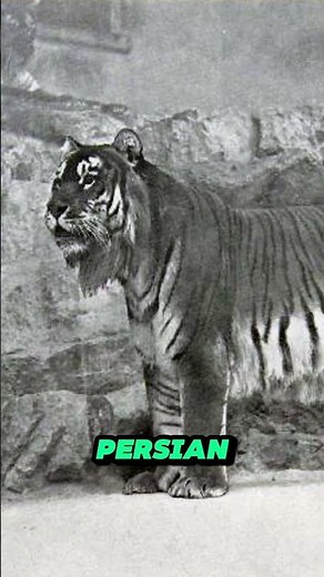 Tigers’ species that went extinct #animals #extinctanimals #tigers