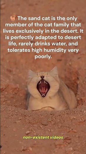 The sand cat 🐈 #sandcat #cat #cats #animals