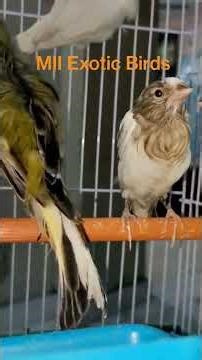 Breeding Canaries