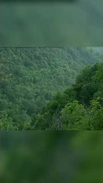 Picos de Europa: Agua, Bosques y Vida en Equilibrio 🌧️🌲🦌