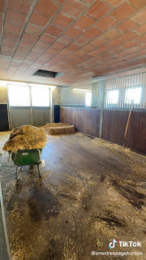 Cleaning the Stables: Horse Care Routine