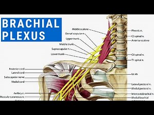 BRACHIAL PLEXUS