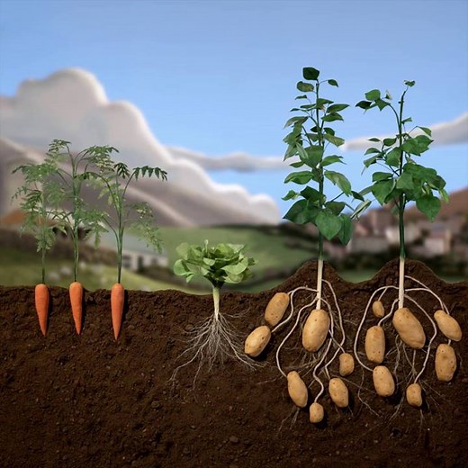 The Red Tractor logo on your produce packs means that the food is traceable, safe and has been farmed with care. Have you seen our TV Ad yet? 👉https://ecs.page.link/7bgHp | Red Tractor