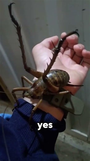 top 3 biggest insects in the world