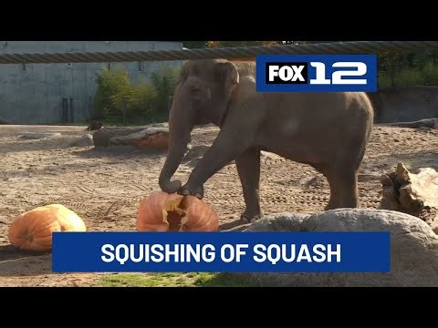 Oregon Zoo elephants demolish pumpkins in annual 'Squishing of the Squash'