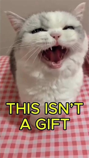 My Cat Brought Me a Dead Mouse... I was Insulted. 😭