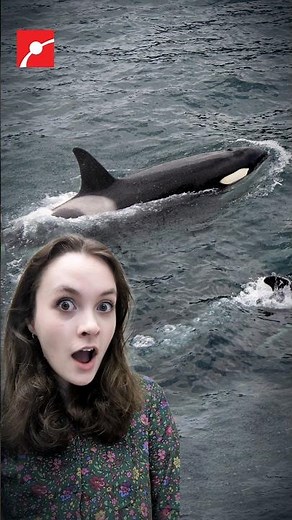 Orca Makes Fish Explode!