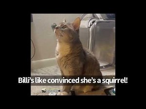 Human or Squirrel? | BilliSpeaks