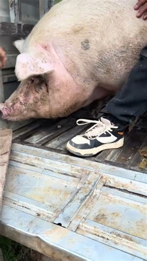 How Farmers Load a Pig Onto a Truck | #Shorts